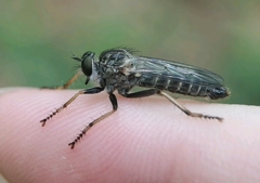 Neomochtherus geniculatus