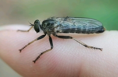 Neomochtherus geniculatus