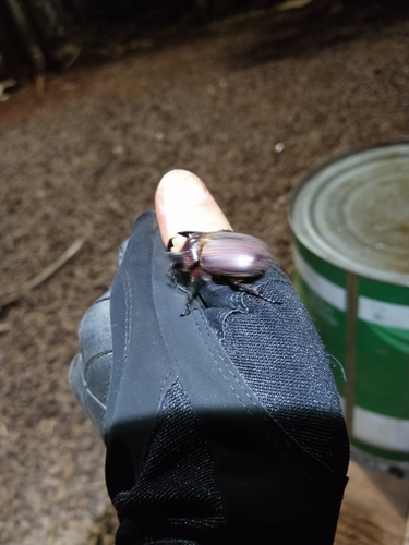Coelosis bicornis
