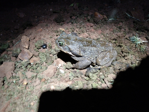 Cururu Toad