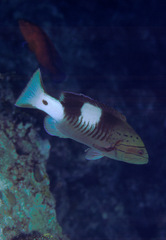 Gracila albomarginata