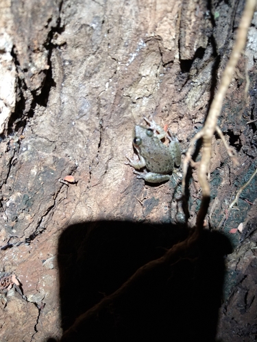 Fuscous-blotched Snouted Tree Frog