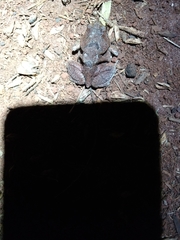 Physalaemus nattereri