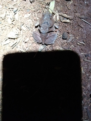 Physalaemus nattereri