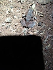 Physalaemus nattereri