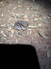 Physalaemus nattereri