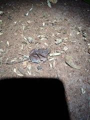 Physalaemus nattereri