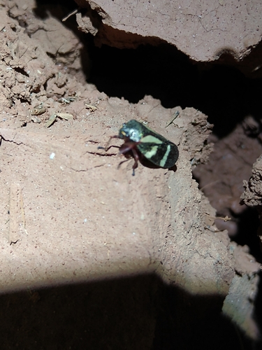 Deois flavopicta