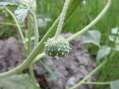 Chrozophora tinctoria