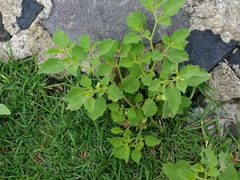 Physalis angulata