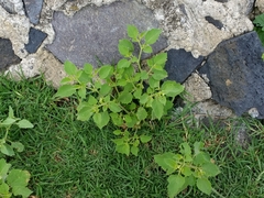 Physalis angulata