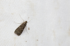 Paracymoriza nigra