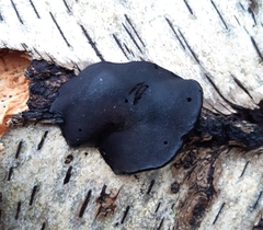 Fungi