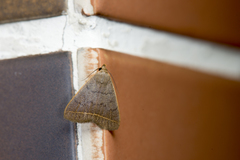 Simplicia simplicissima