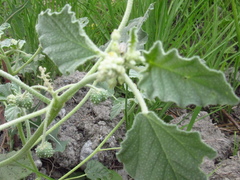 Chrozophora tinctoria