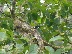 Eurylaimus ochromalus