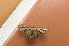 Phazaca alikangensis