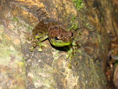 Staurois guttatus