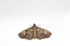 Ceratarcha umbrosa