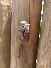 Platypleura capensis