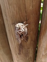 Platypleura capensis