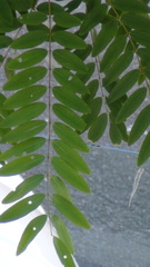Senna siamea