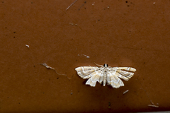 Musotima