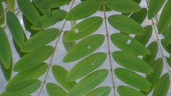 Senna siamea