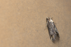 Lophoptera brunnama