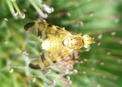 Terellia tussilaginis
