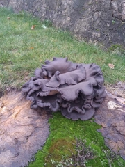 Craterellus cornucopioides