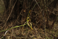 Caladenia corynephora