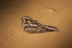 Caprimulgus indicus