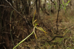 Caladenia corynephora