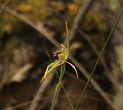 Caladenia corynephora