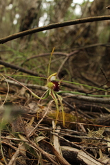 Caladenia corynephora