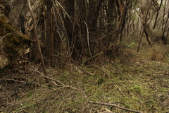 Caladenia corynephora