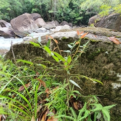 Phyllanthus hypospodius