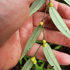 Phyllanthus hypospodius