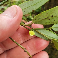 Phyllanthus hypospodius