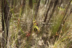 Caladenia corynephora