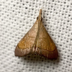 Hydrorybina polusalis