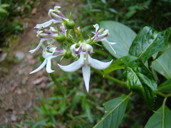 Lobelia borneensis