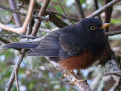 Turdus poliocephalus