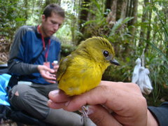 Pachycephala hypoxantha