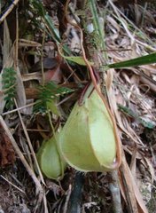 Nepenthes tentaculata