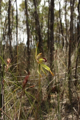 Caladenia corynephora