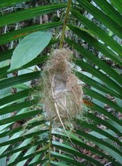 Aethopyga temminckii