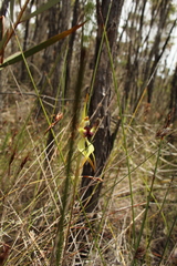 Caladenia corynephora