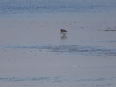 Calidris minuta